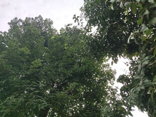 繁茂绿树展现自然生机