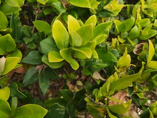 翠绿叶片生机盎然