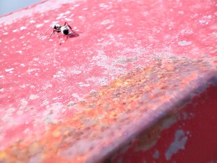 红色表面上的小蚂蚁