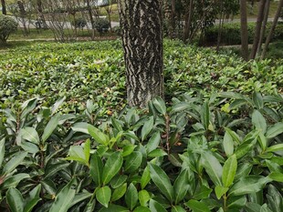 树下繁茂绿植景观