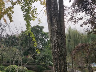 林间树木与繁茂绿植景观