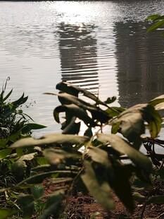 湖畔绿植与水中倒影美景