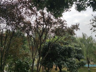 户外繁茂绿植景观