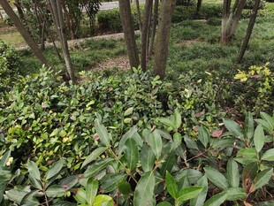 繁茂绿植林间生机盎然