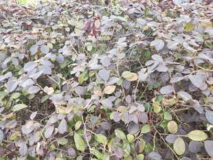 紫色叶片植物景观