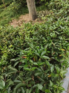 绿叶繁茂的灌木丛景观