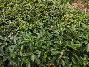 翠绿繁茂的茶树景观