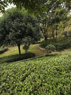 绿意盎然的园林景观