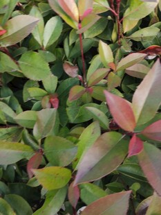 多彩叶片植物特写