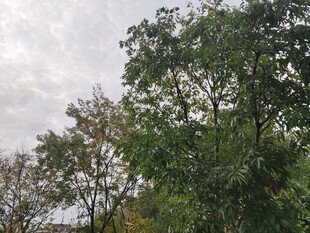 户外茂密绿树景观