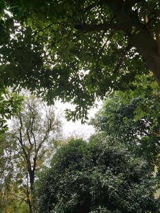 繁茂树林中的绿意景致