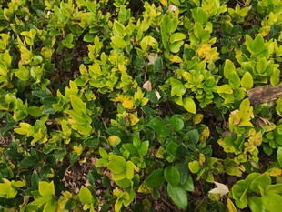 黄绿相间的繁茂植物