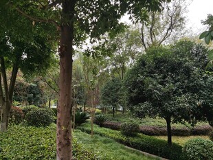 绿意盎然的静谧园林景观