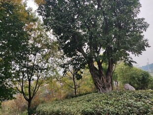 山林间葱郁树木与绿植