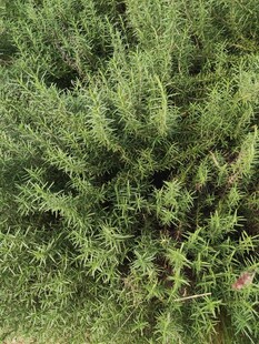 茂密绿植俯视图