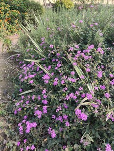 紫色花卉丛景观