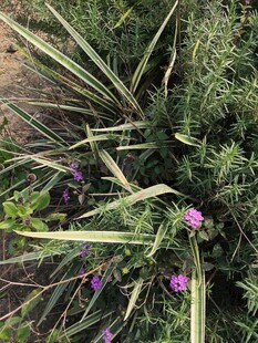 紫色小花与绿植景观