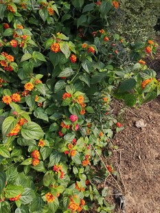 绿叶间的橙红小花