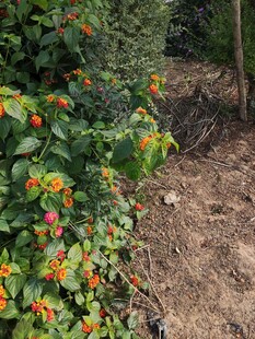 小径旁色彩艳丽的花卉