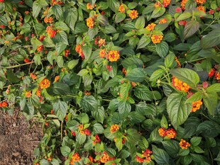 绿叶间的橙色小花绽放