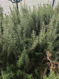 茂盛迷迭香植物特写