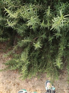 地面绿植旁的一双鞋子