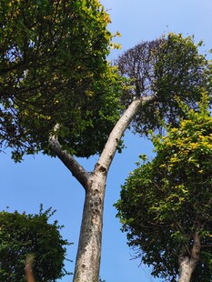 蓝天映衬下的挺拔树木