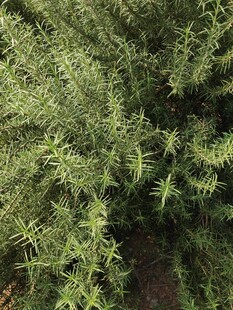 茂密迷迭香绿植特写