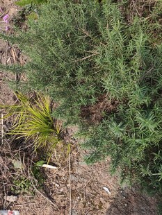 野外丛生的绿色植物