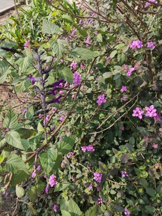 绽放的紫色花卉植物