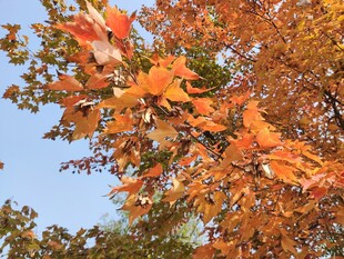 秋日枝头绚烂枫叶