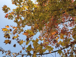 秋日树梢斑斓叶景