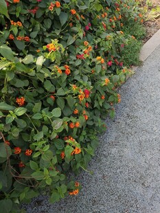 路边盛放的多彩花朵