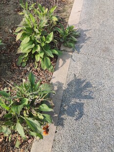 路边绿植与地面影子