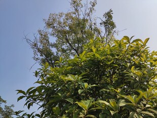 阳光下的葱郁绿植