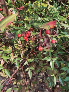 绿叶间的红色小果实