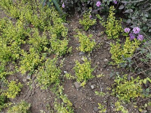 地面绿植与紫色小花景观