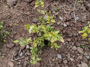 泥土中的嫩绿幼苗