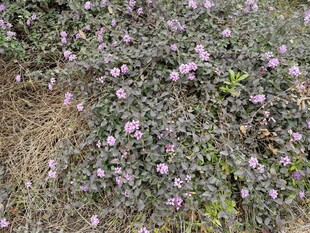 紫色小花覆盖的地面植物