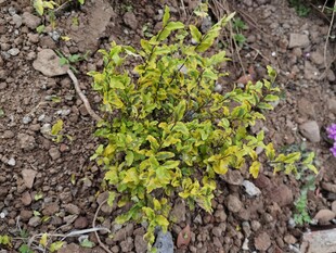 嫩绿小植株生长于泥土中