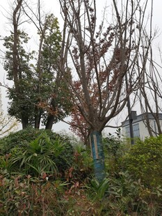 冬日萧瑟树木与绿植景观