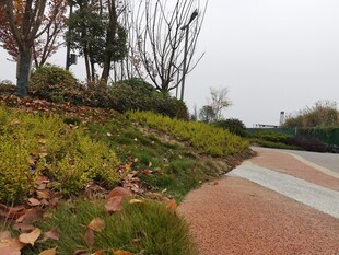 城市公园中的绿植小径