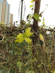 城市角落的野生绿植