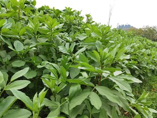 绿叶繁茂的植物景观