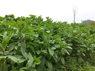 绿意盎然的农田景象