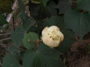 含苞待放的黄蜀葵花