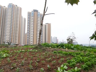城市边的田园景象