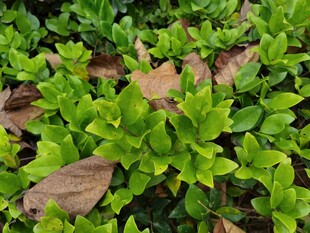 嫩绿植物与枯叶交织景象