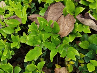 绿叶丛中的褐色枯叶