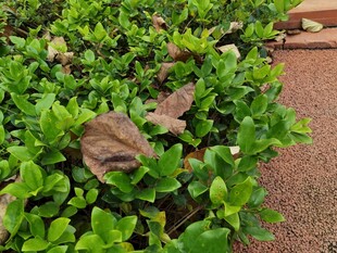 绿叶丛中的褐色叶片